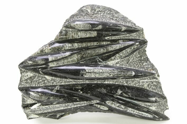 Polished Fossil Orthoceras (Cephalopod) Plate - Morocco #287047